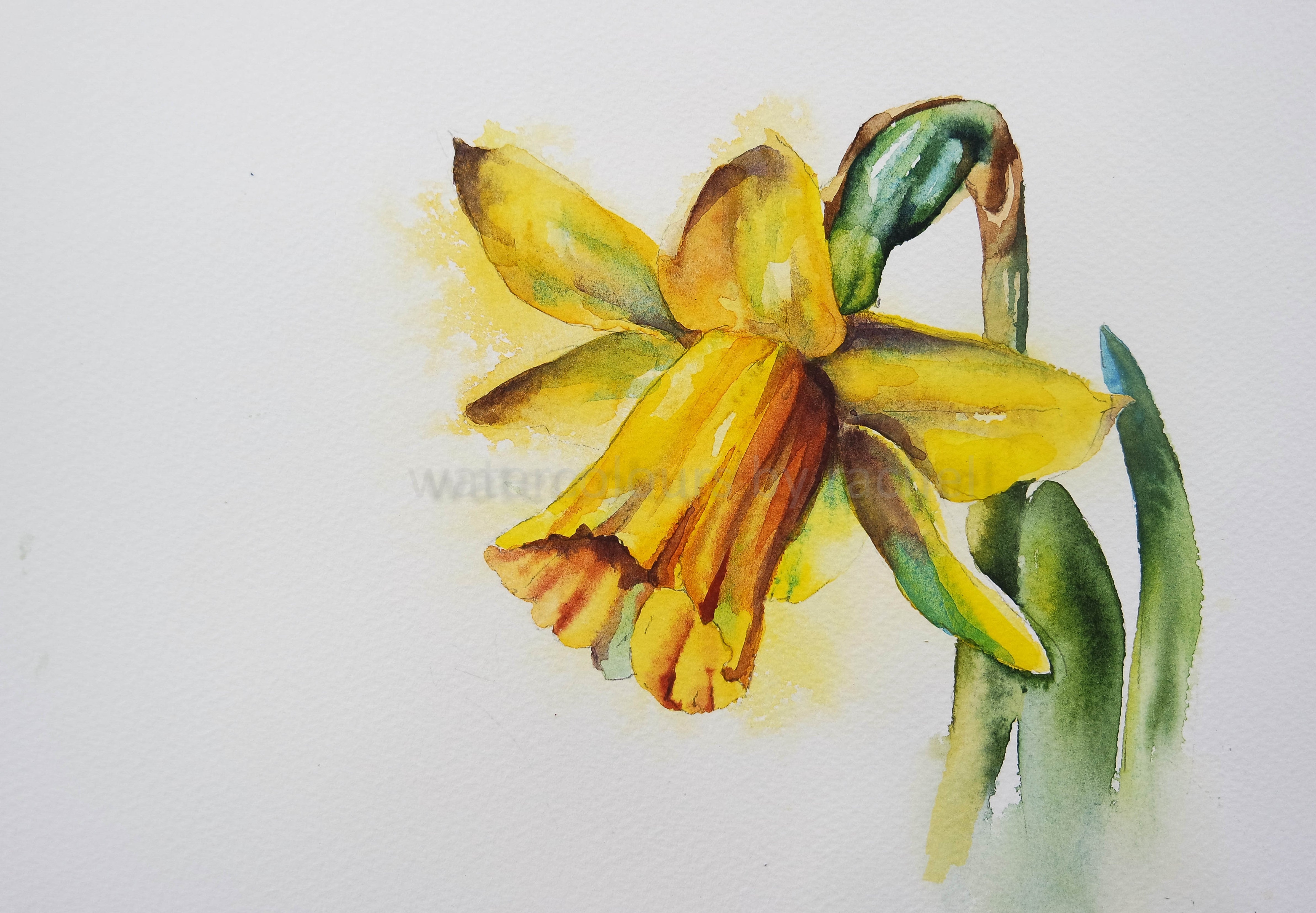 daffodil painting