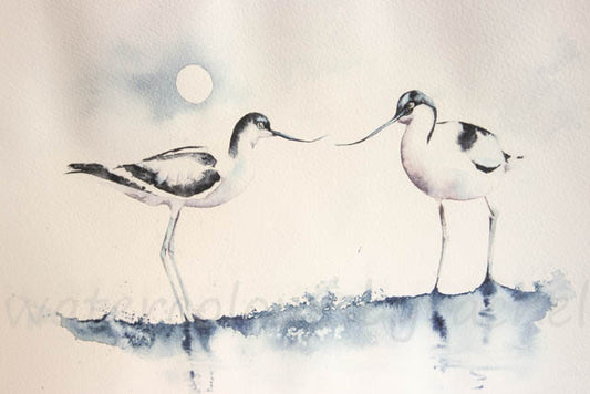 How to paint avocets in 5 easy steps