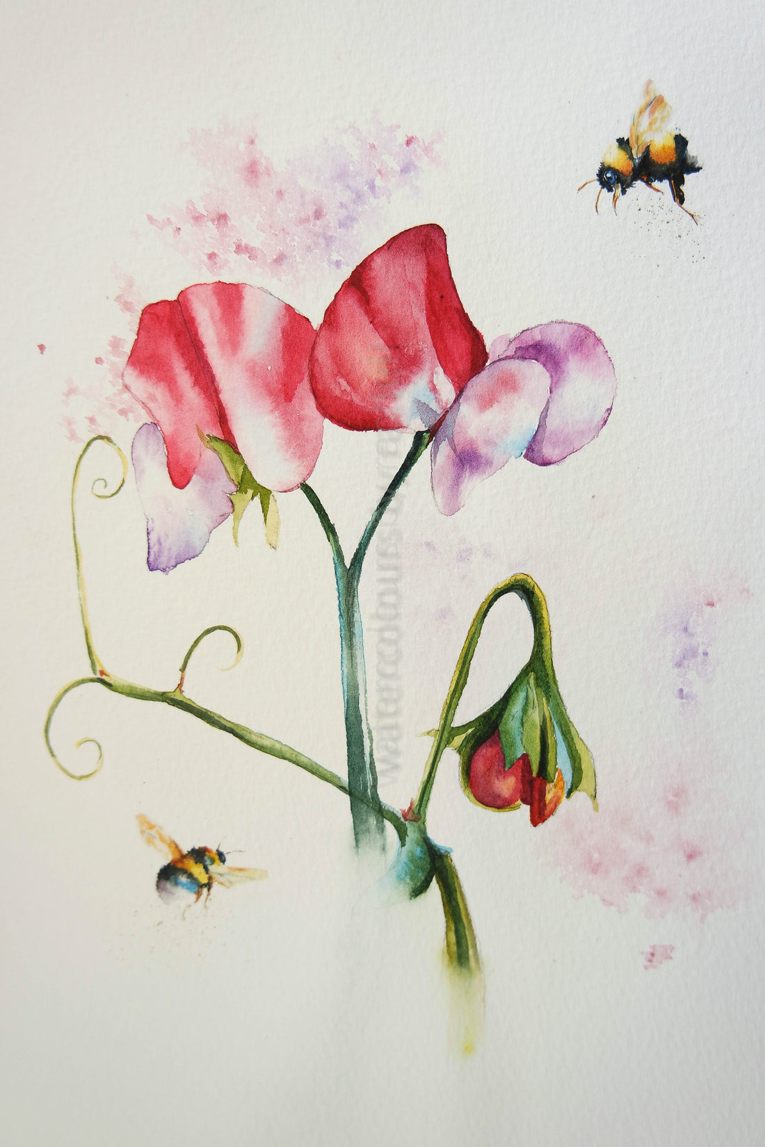 Sweet Peas , with bumble bees