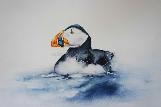 Painting a puffin