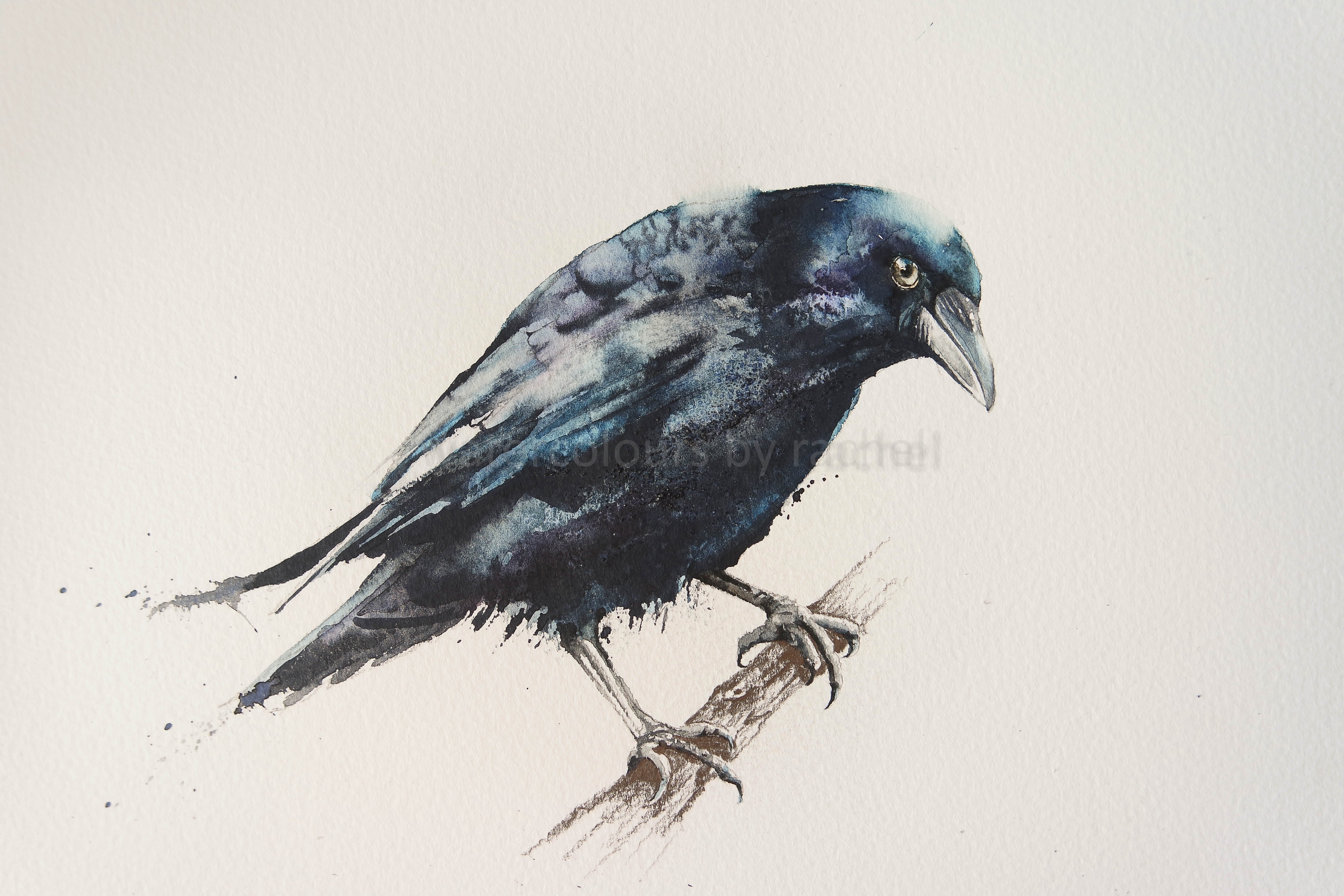 How to paint a crow – watercolours by rachel