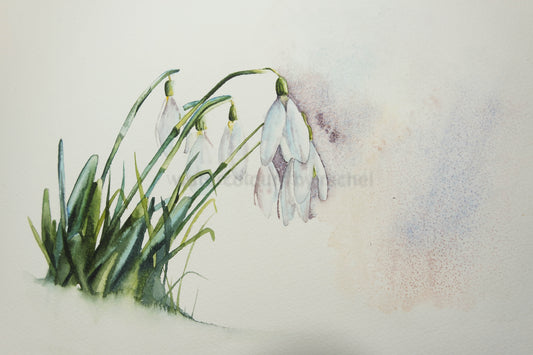 Snowdrops