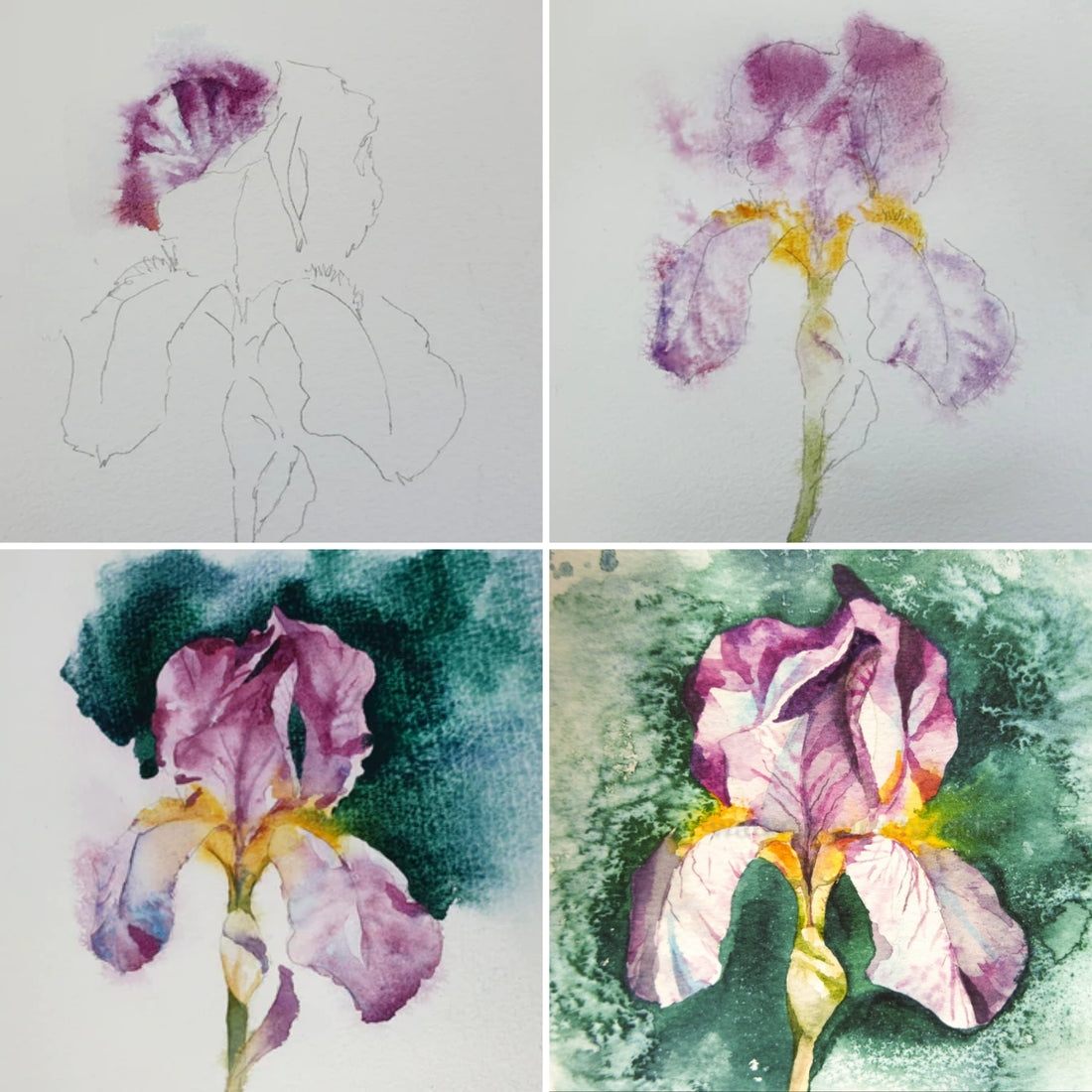 An Iris ( plus a bit more about wildlife artist of the year)