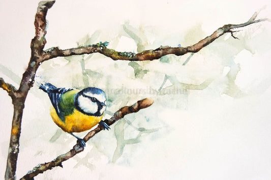 Blue Tit