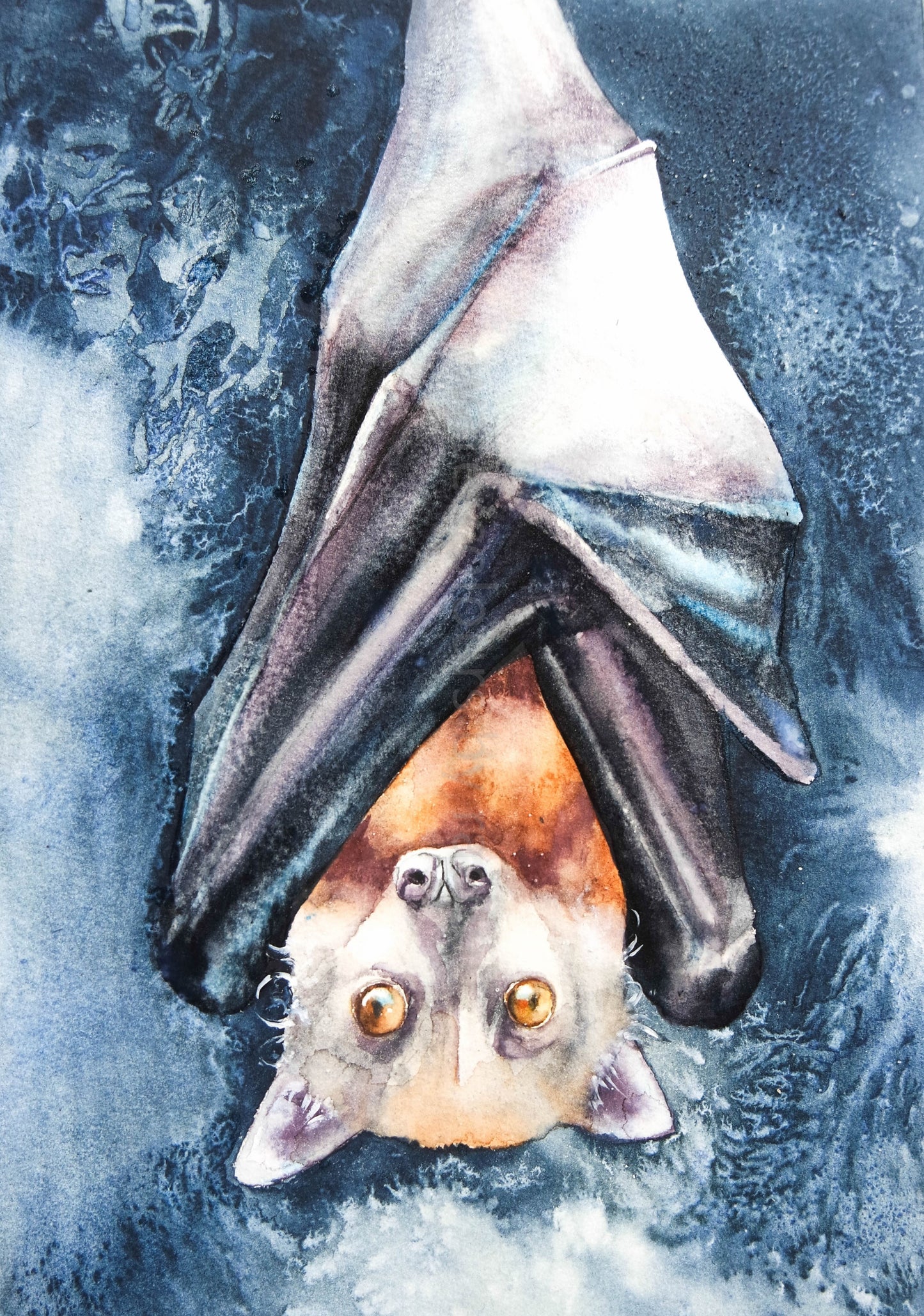 Fruit Bat