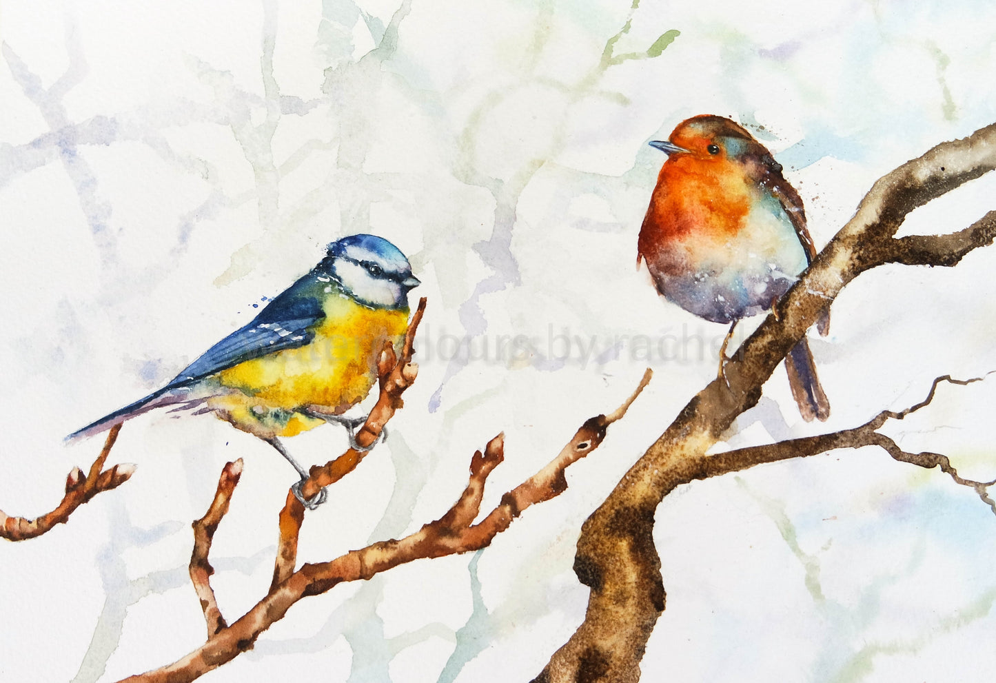 Winter birds , Robin and the Blue Tit