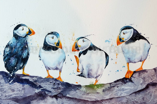 Dare to be different , ( Puffins)