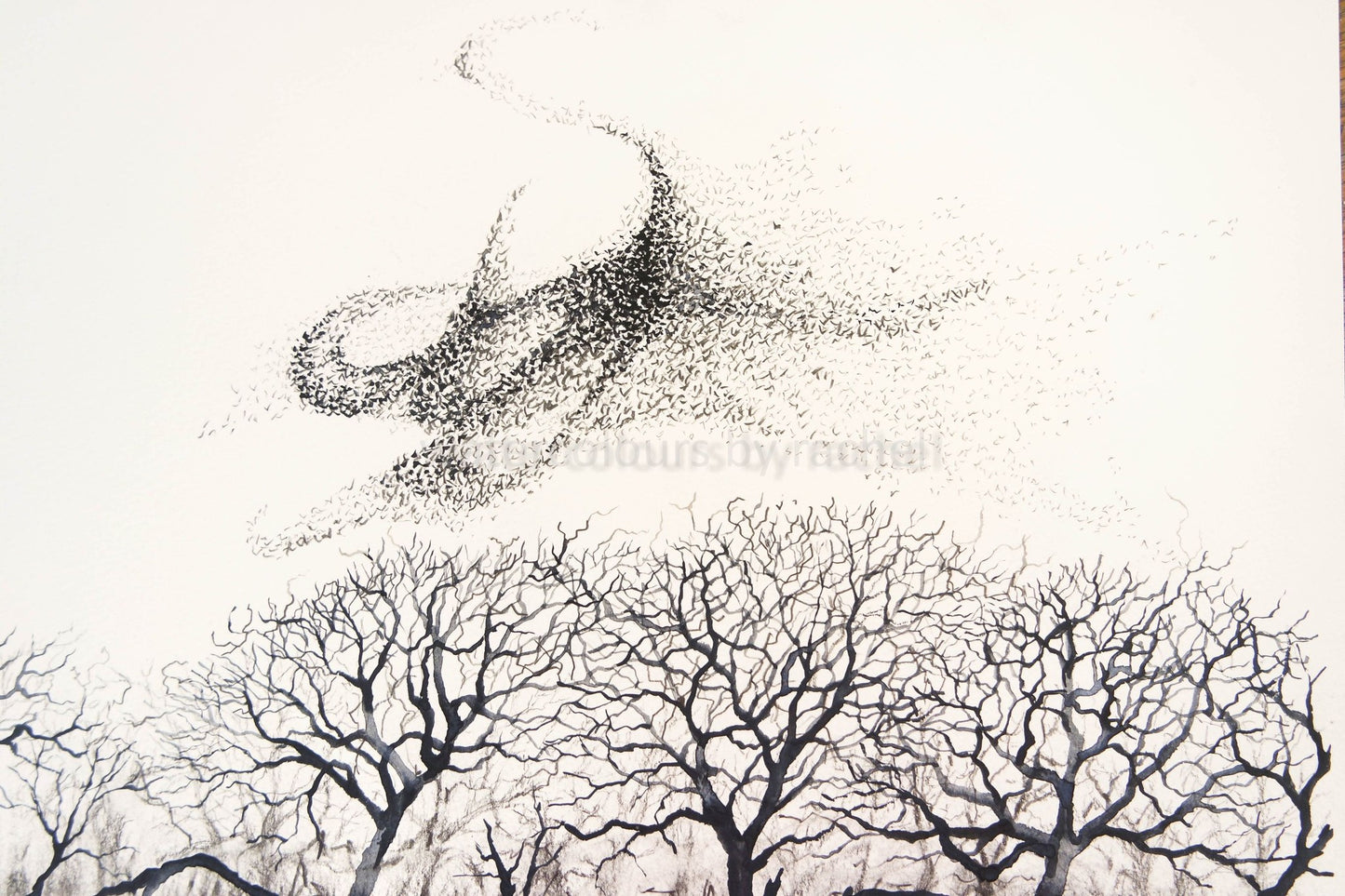 murmuration