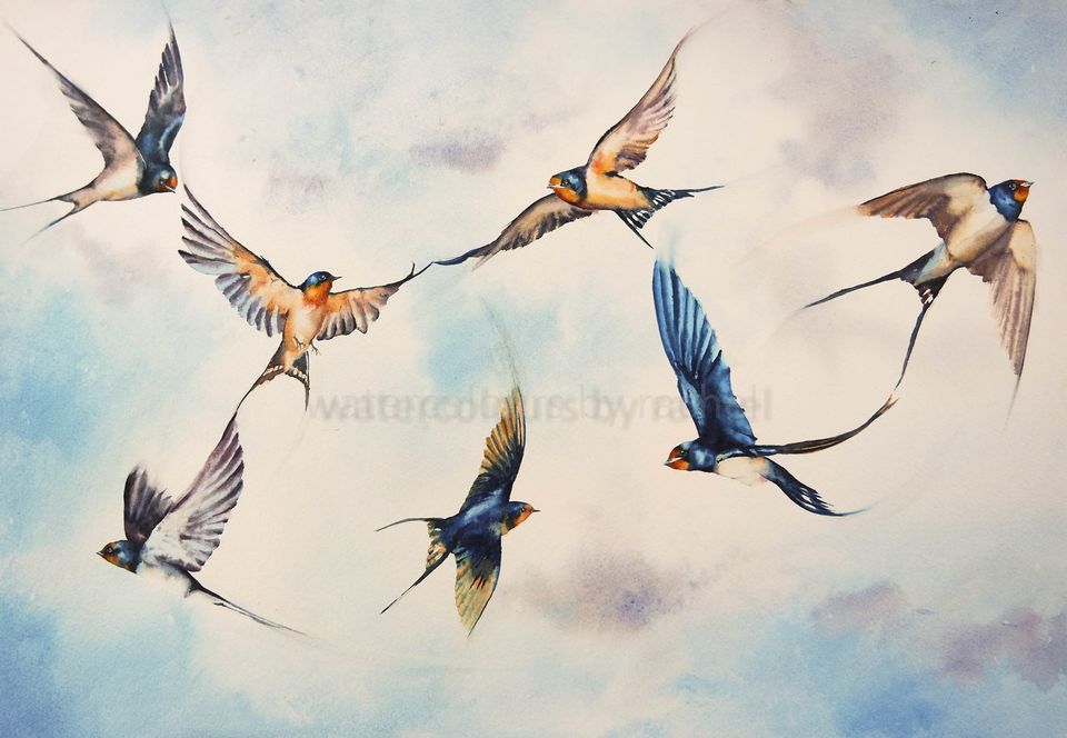 Soaring swallows